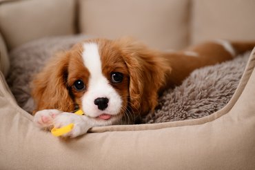 cavalier king charles spániel kölyök