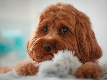 cavapoo