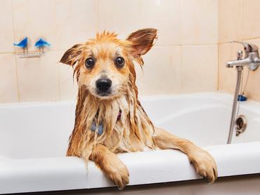 dog bathing