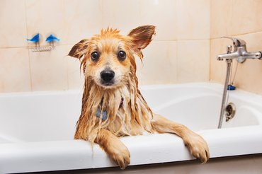 dog bathing