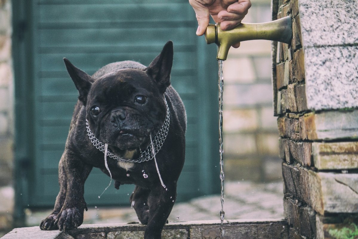 francia bulldog nyáladzik