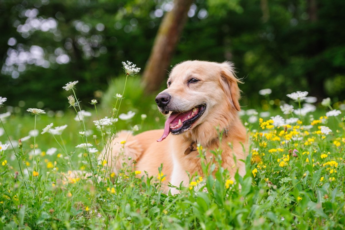 golden retriever a réten