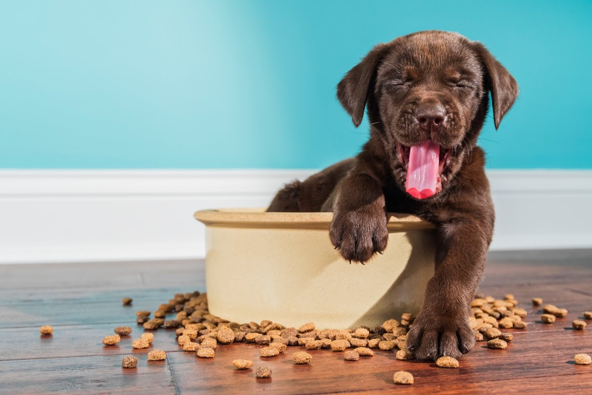 labrador kölyök az etetőtáljában ül