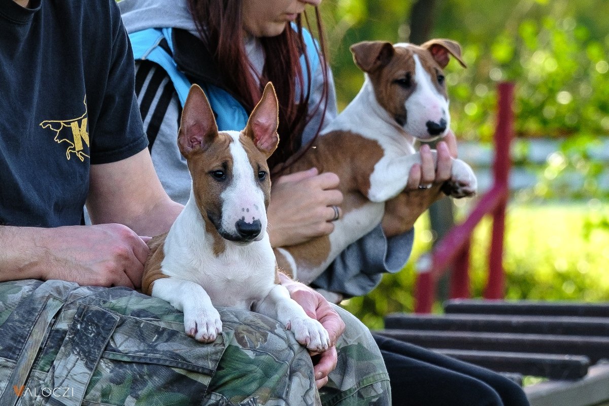 Miniatűr bullterrier Kép_AzÉnKutyám (2)