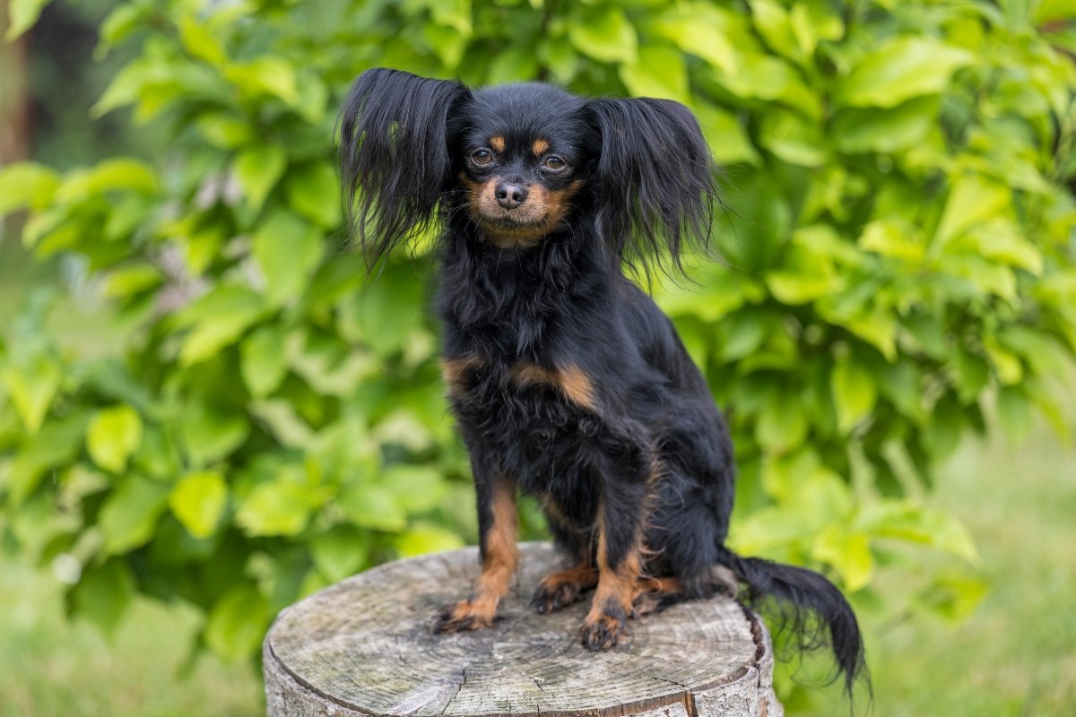 orosz toy terrier