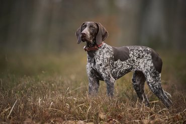 rövidszőrű német vizsla mezőn áll