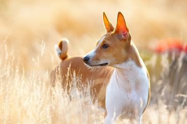 Basenji a búzamezőn