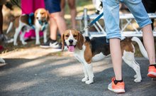 beagle falkaséta a dogz fesztiválon