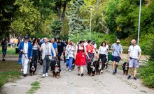 berni pásztorkutya falkaséta a dogz fesztiválon