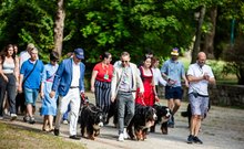 berni pásztorkutya falkaséta a dogz fesztiválon