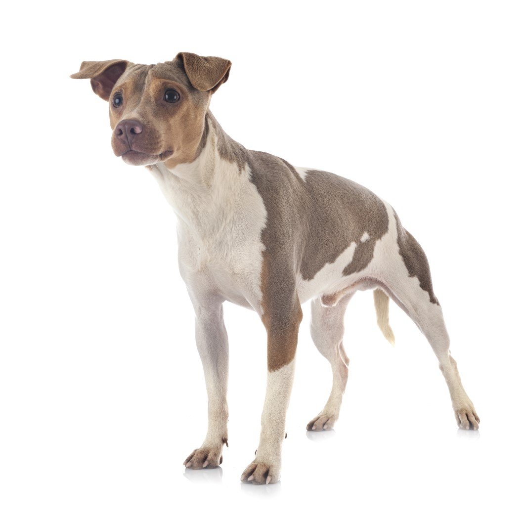 brazil terrier fehér háttér