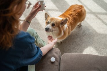 corgi gyógyszert kap