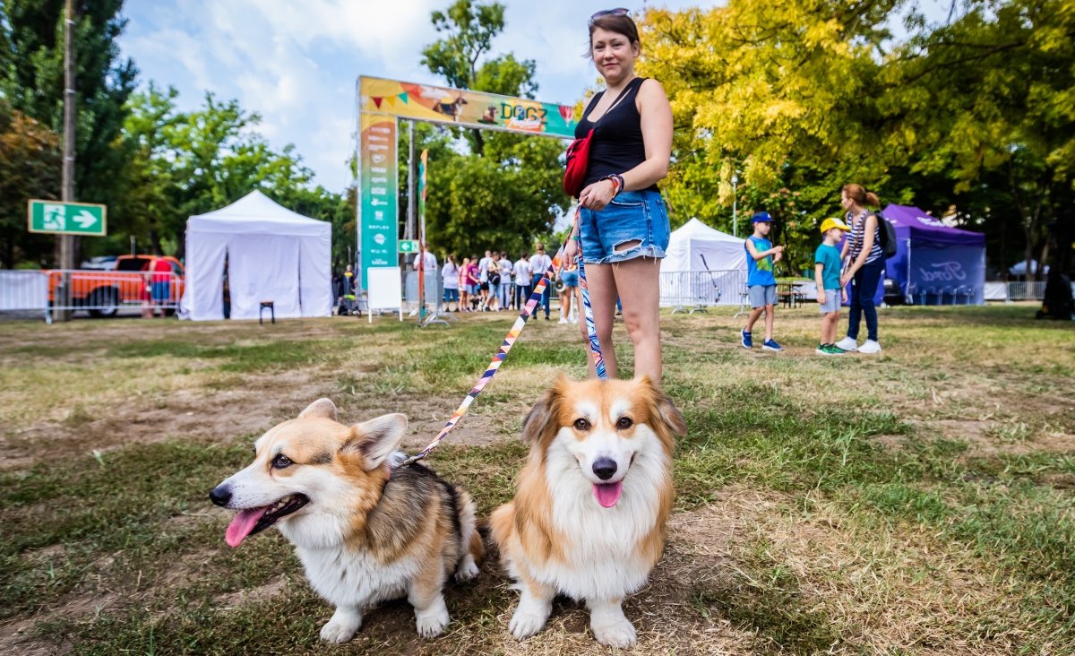 corgik a DOGZ Fesztiválon