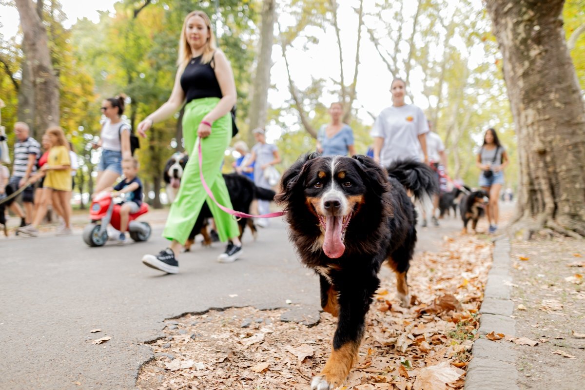 DOGZ Fesztivál berni pásztor falkaséta