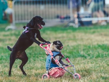 dogz fesztiválon egy kutya tol egy másikat egy babakocsiban