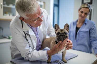 francia bulldog az állatorvosnál