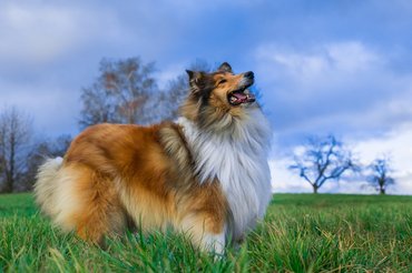 hosszúszőrű skót juhászkutya mezőn áll