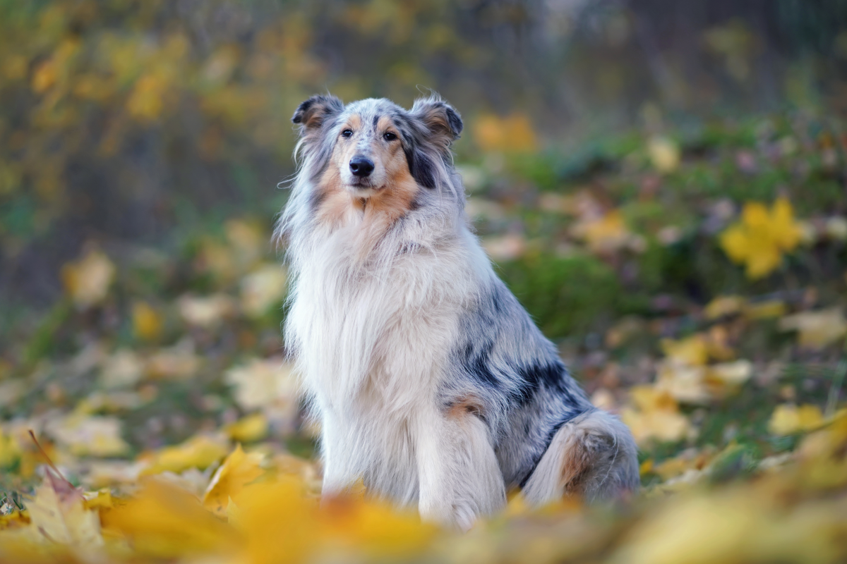 hosszúszőrű skót juhászkutya blue merle