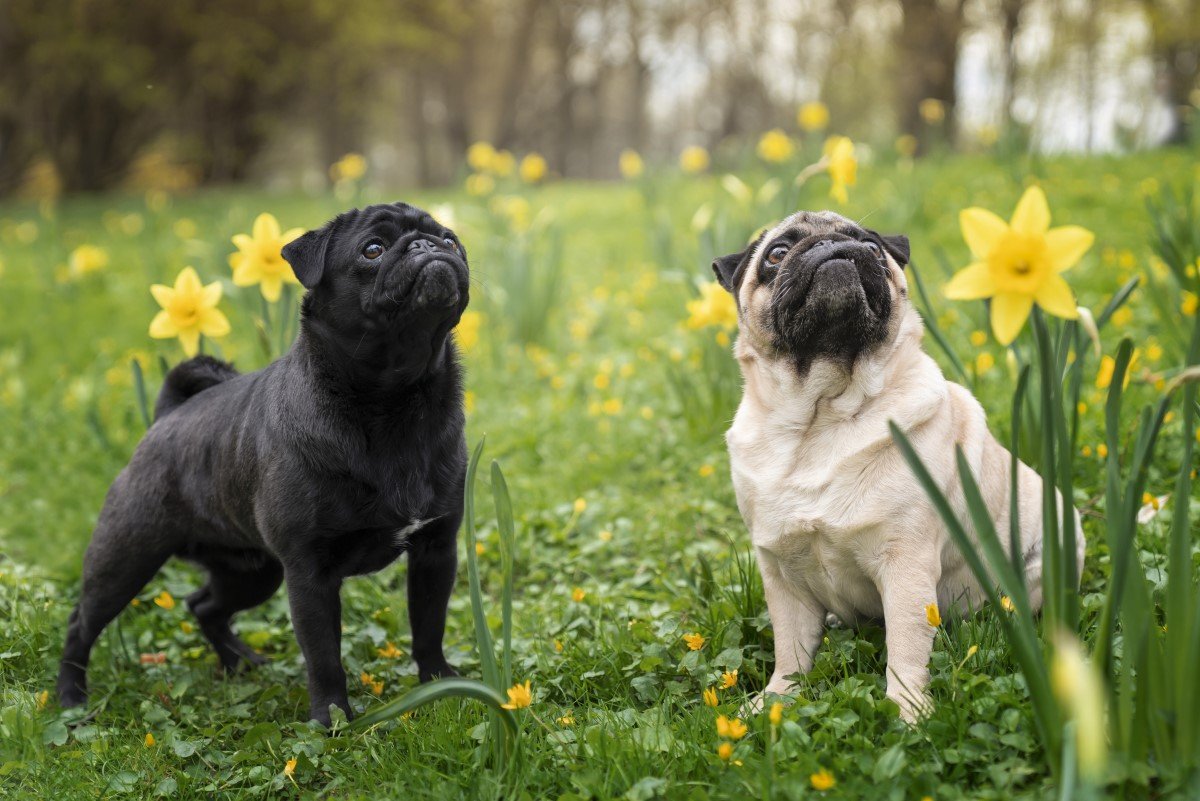 két mopsz