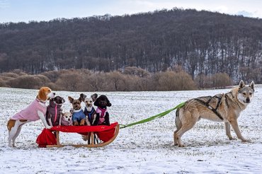 kutyák ruhában szánkóznak télen a hóban