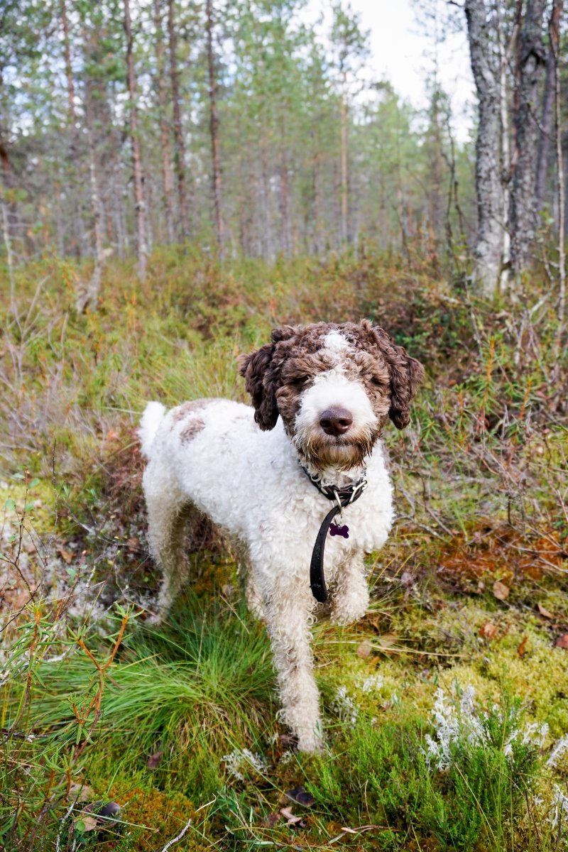 lagotto romagnolo