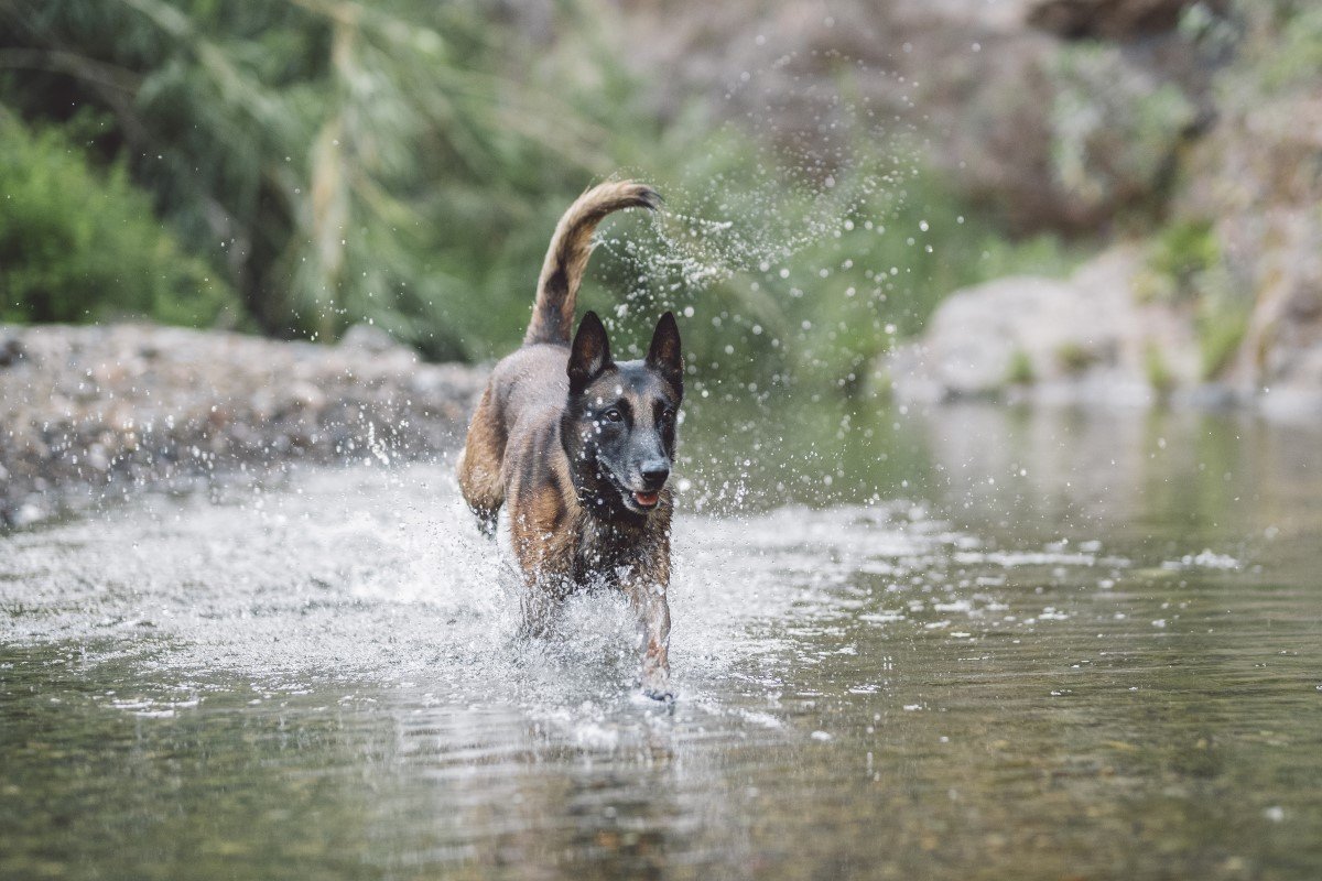 malinois vízben fut