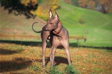mexikói meztelen kutya oldalra néz