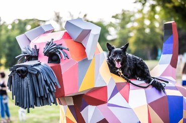 mudi a dogz fesztiválon