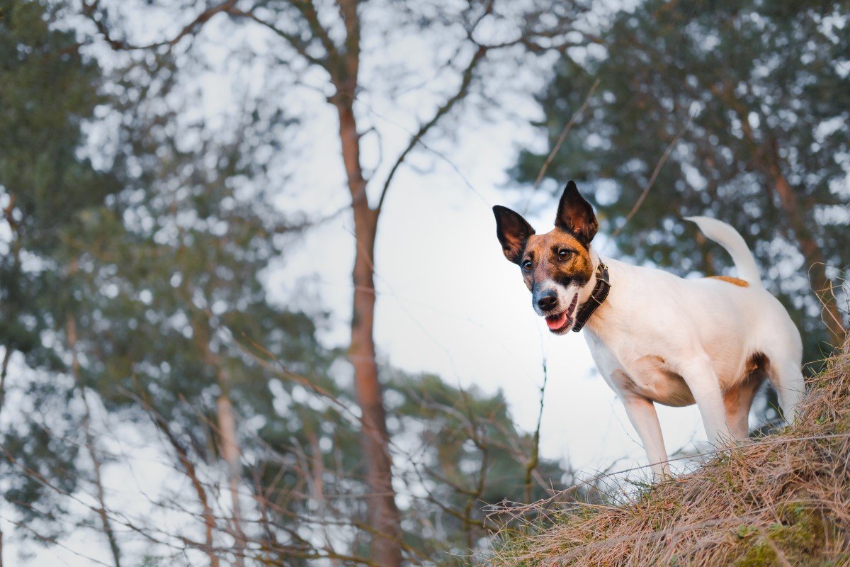 simaszőrű foxterrier lenéz
