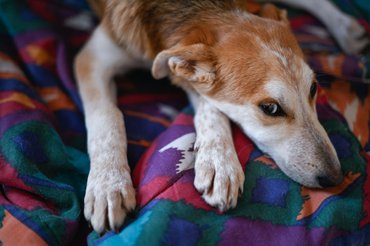 Szomorú kutyus színes pléden.