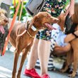 2024_09_vizsla-falkaseta-a-dogz-fesztivalon-1-1024x535.jpg