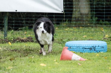 Bója kerülő Border Collie
