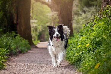 Erdőben szaladó border collie