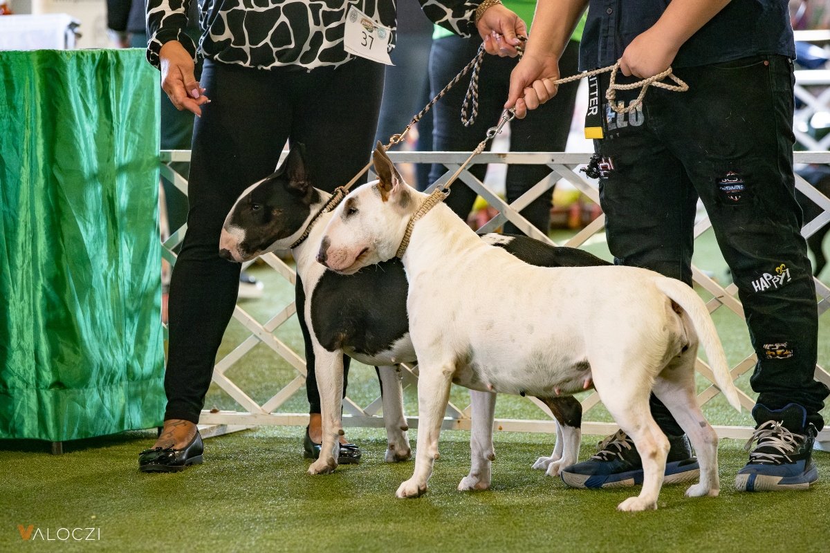 bullterrier áék válóczi