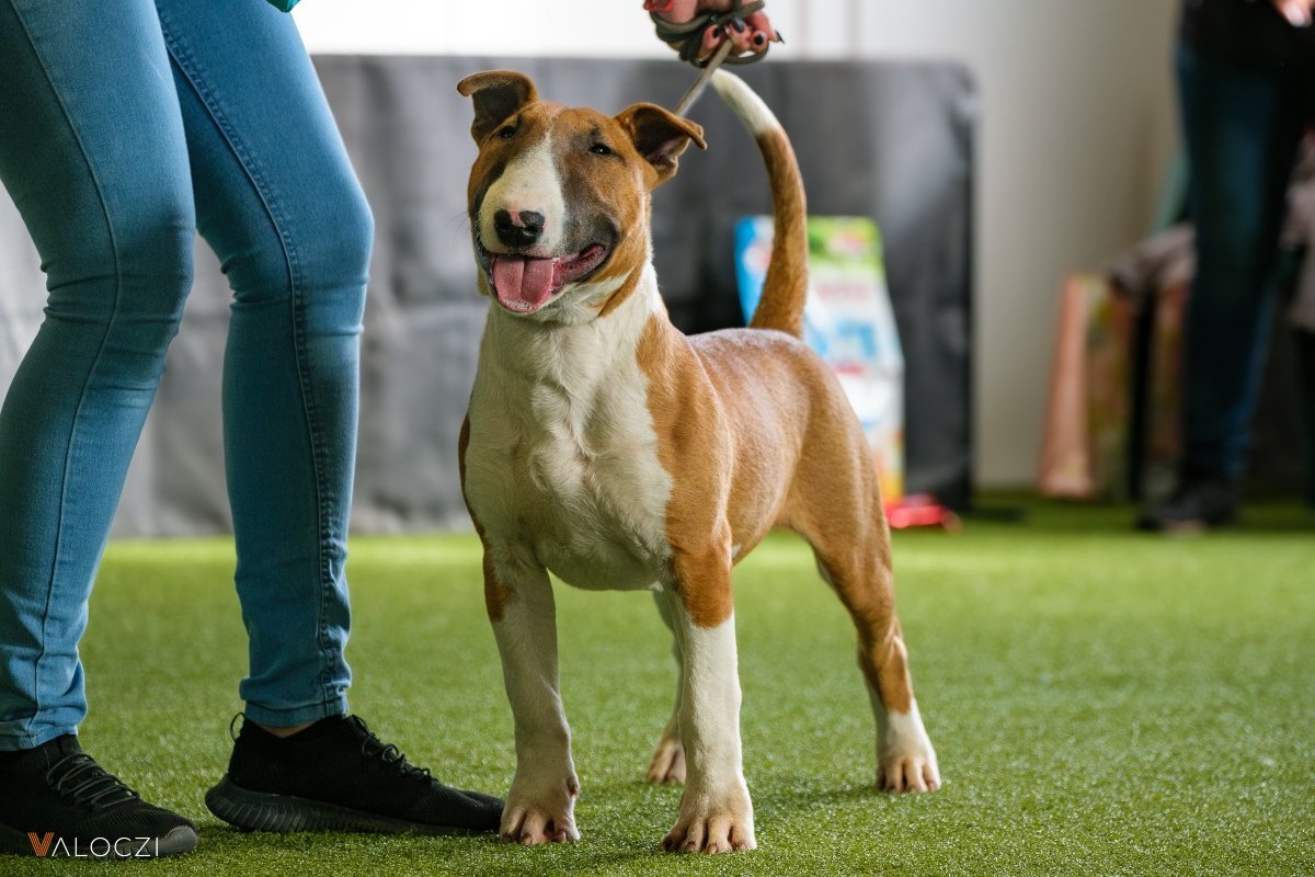 bullterrier áék válóczi