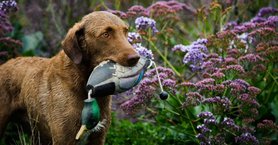 2024_10_chesapeake-bay-retriever-1-1024x535.jpg