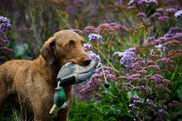 chesapeake bay retriever