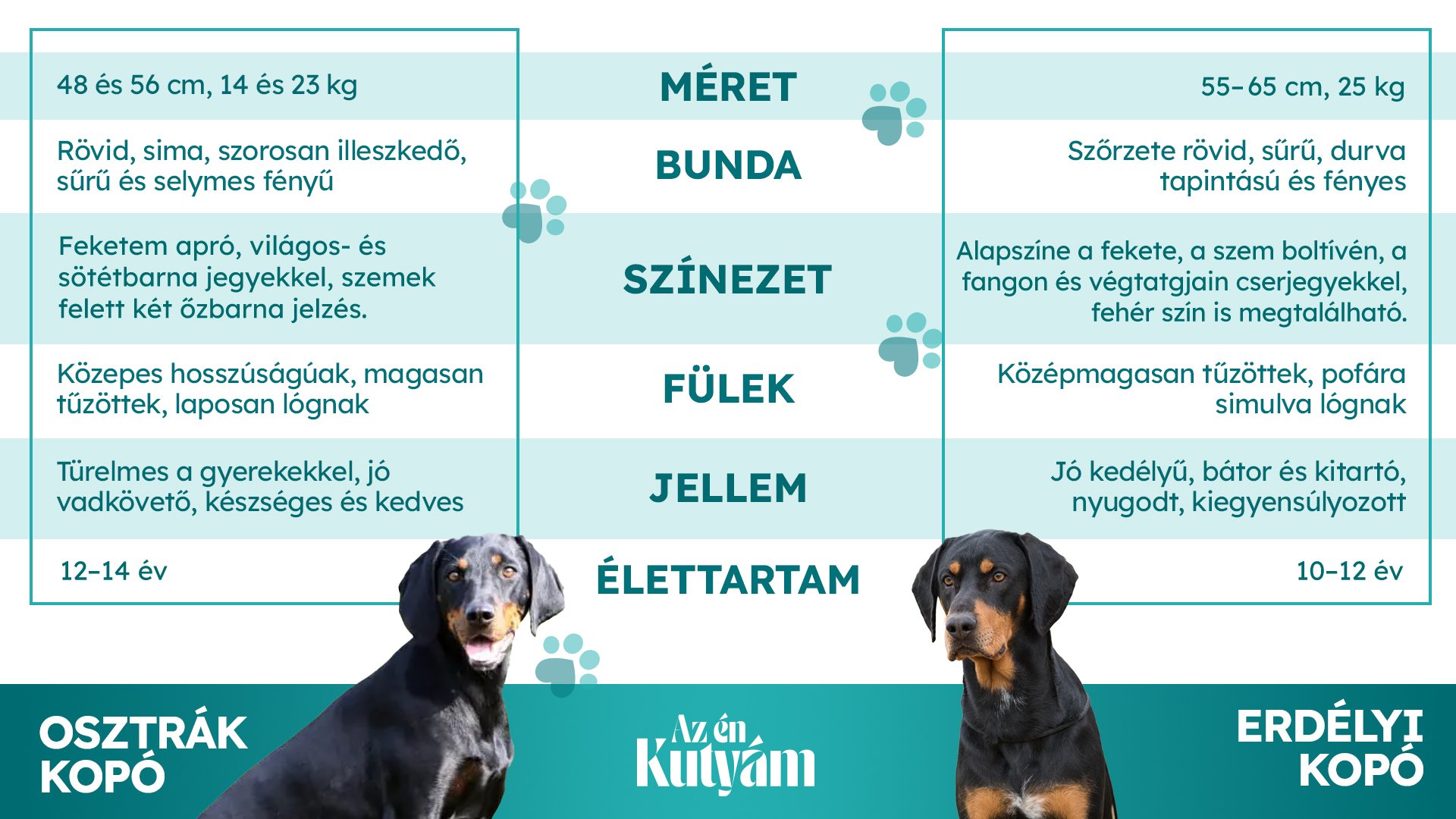 osztrák és erdélyi kopó fajtaösszehasonlítás