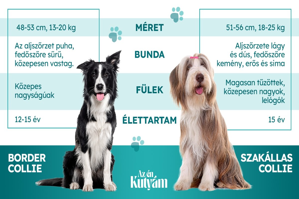 Fajta összehasonlítás