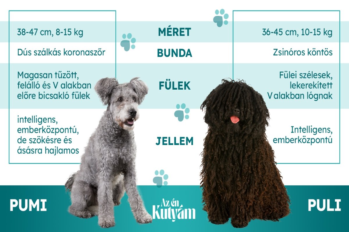 fajta_osszehasonlitas_pumi_puli (2)