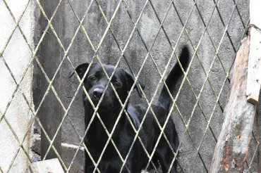 labrador a rácsok mögött