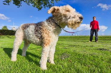 drótszőrű foxterrier pórázon