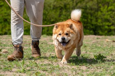 idős csaucsau sétál