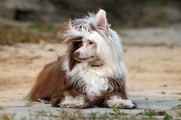 kínai meztelen kutya