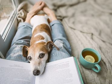 Jack Russel terrier ölben figyeli gazdáját