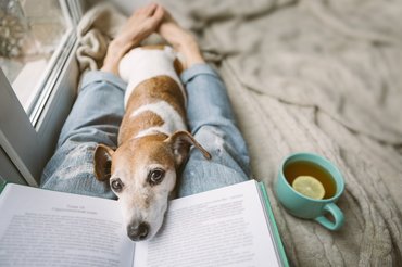Jack Russel terrier ölben figyeli gazdáját