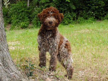 lagotto romagnolo fatörzs mellett áll