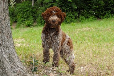 lagotto romagnolo fatörzs mellett áll