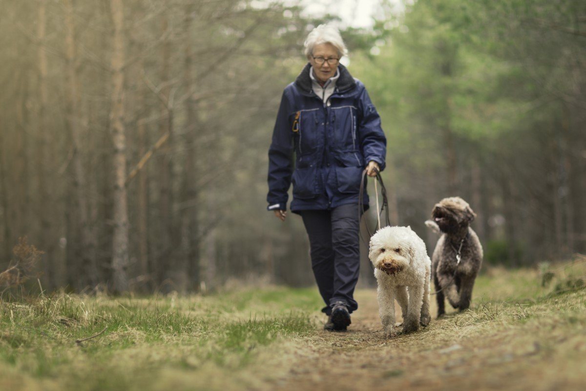 lagotto romagnolo kutyák gazdájukkal sétálnak