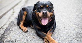 2024_10_rottweiler-keresztbe-tett-labbal-1024x535.jpg